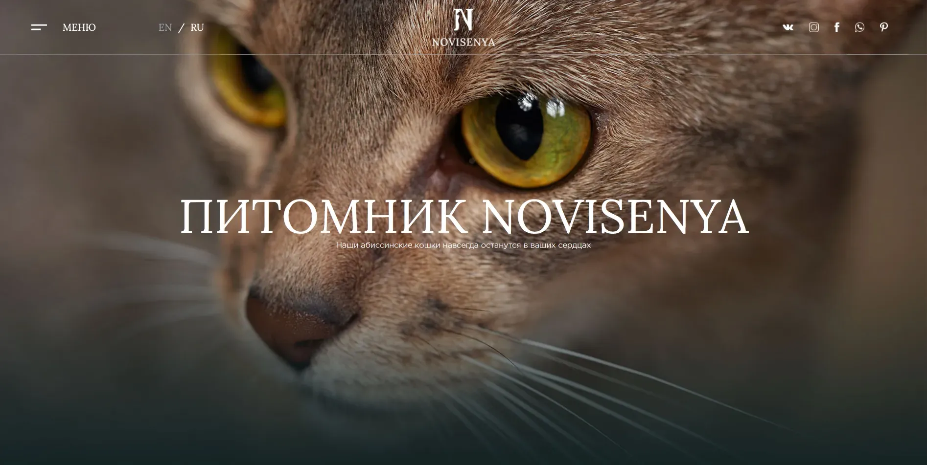 Главный экран сайта питомника Novisenya с фотографией абиссинской кошки